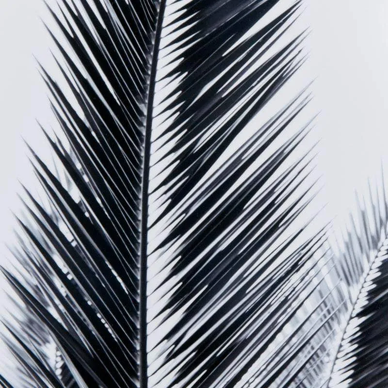 Black Leaf Framed Picture