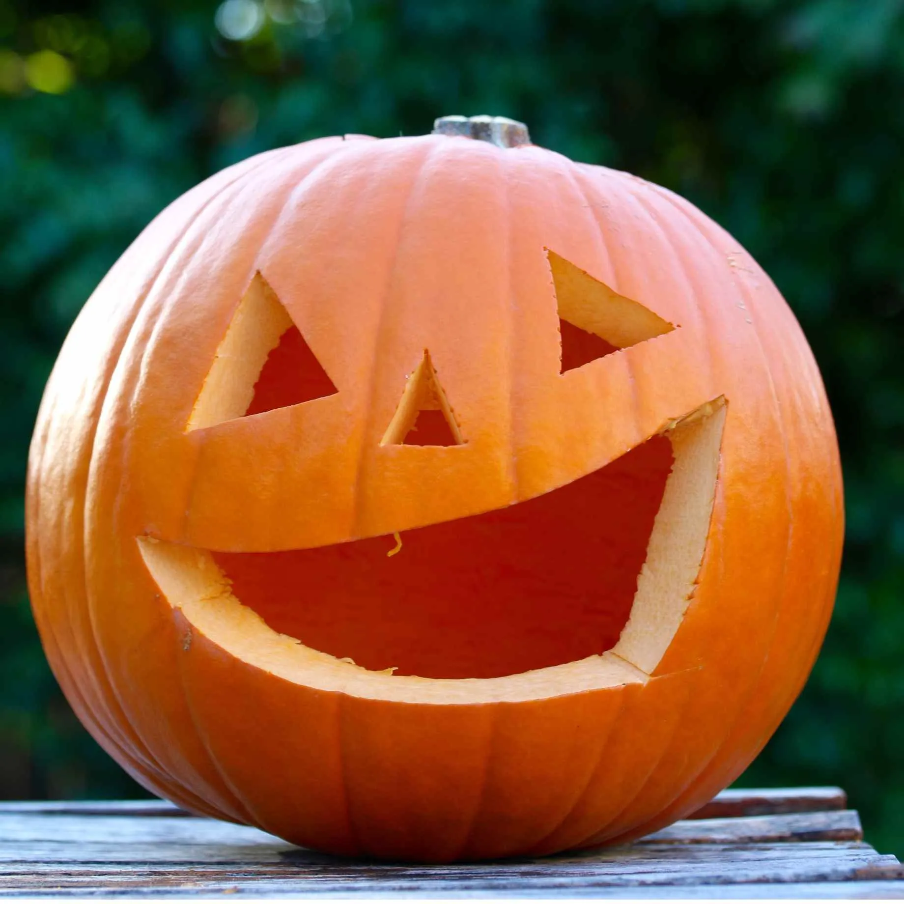 Pumpkin 'Jack O'Lantern' Plant