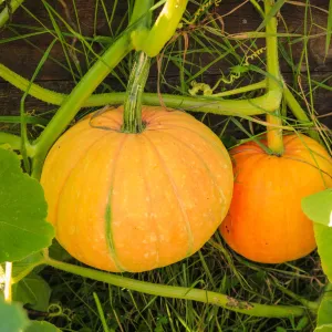 Pumpkin 'Jack O'Lantern' Plant