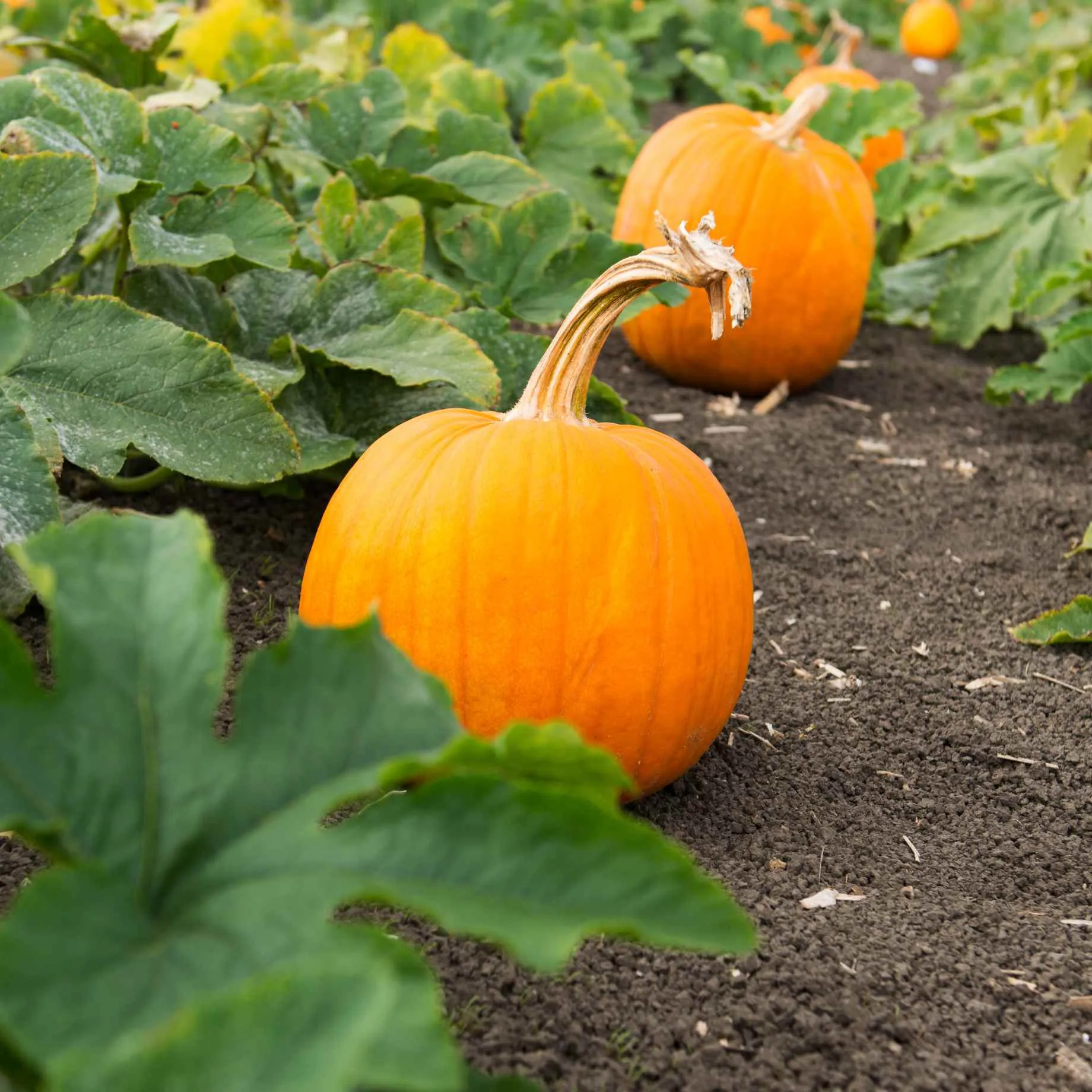 Pumpkin 'Jack O'Lantern' Plant
