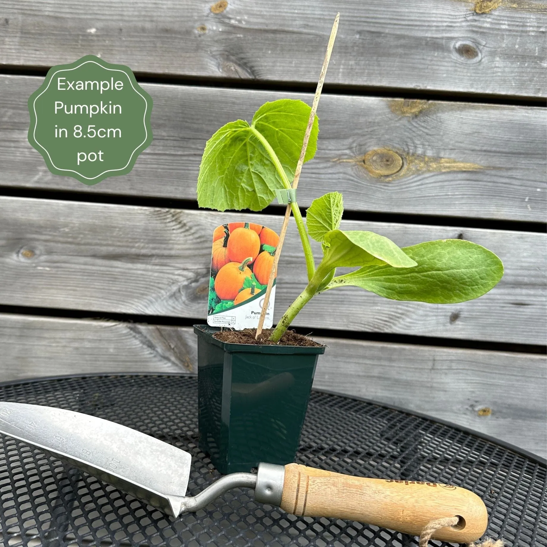 Pumpkin 'Jack O'Lantern' Plant