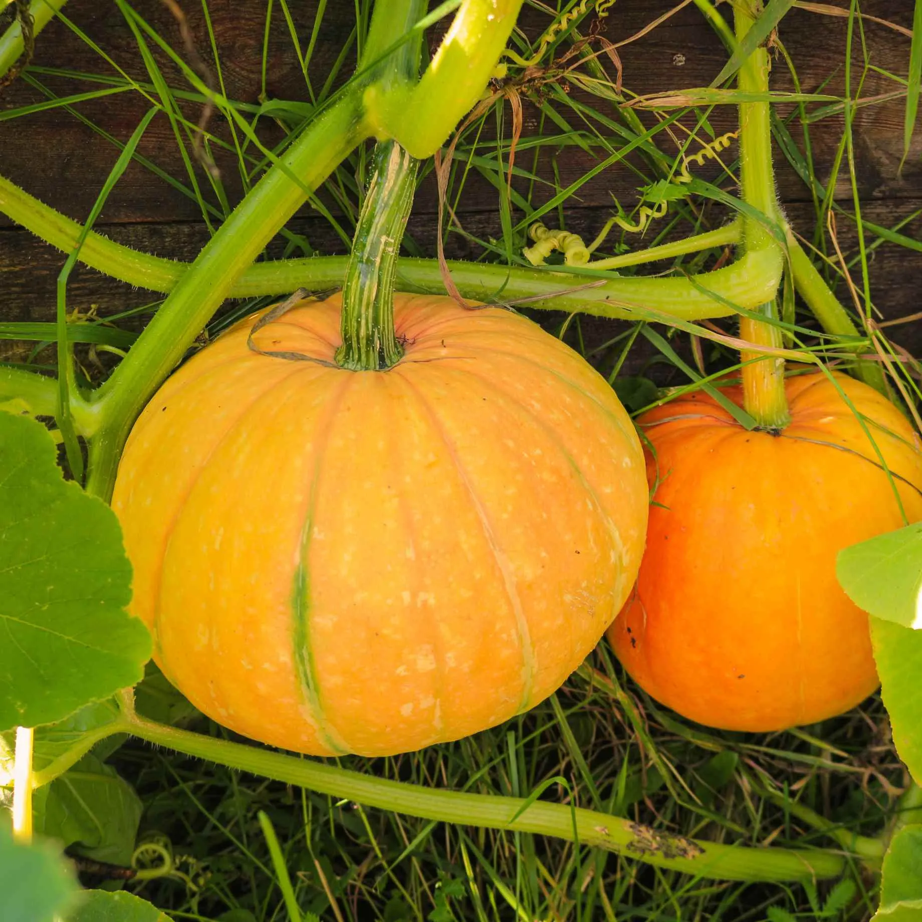 Pumpkin 'Jack O'Lantern' Plant